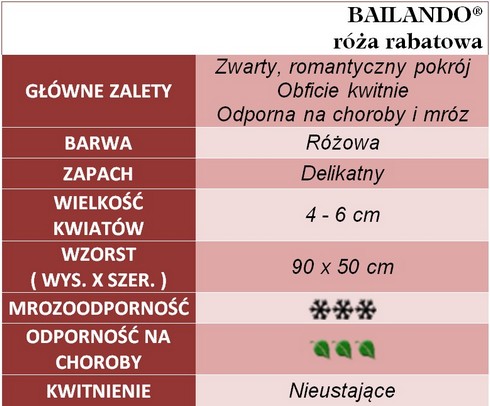 Bailando róże rabatowe
